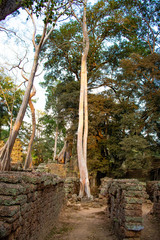 A beautiful view of Ta Phrom temple at Siem Reap, Cambodia.