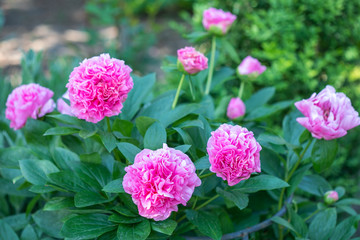Peony flower on blurred green background. Pion. Spring concept. Red flower for background. Blooming Pink Peony Flower On Blurred Natural Green Background