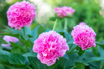Peony flower on blurred green background. Pion. Spring concept. Red flower for background. Blooming Pink Peony Flower On Blurred Natural Green Background