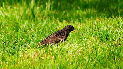 Laupheim, Deutschland: Ein Star in einer Wiese