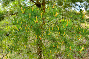 Flowering buds of pine cones and green needles on the branches of a pine tree in the sunlight.