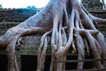A beautiful view of Ta Phrom temple at Siem Reap, Cambodia.