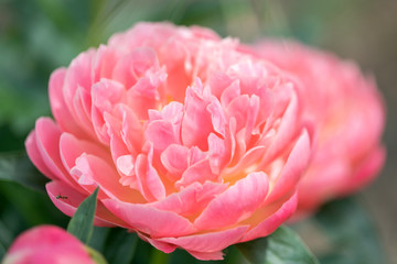 Peony flower on blurred green background. Pion. Spring concept. Red flower for background. Blooming Pink Peony Flower On Blurred Natural Green Background