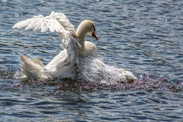 łabędź © Henryk Olszewski