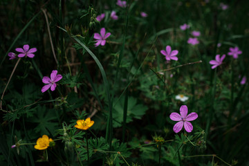 Trail in a forest with violets all around , relax in a natural park