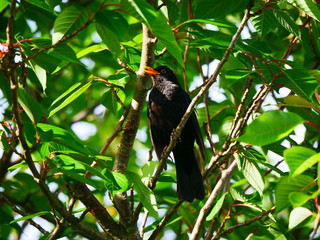 Laupheim, Deutschland: Eine Amsel singt von einem Ast herab