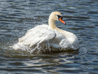 łabędź © Henryk Olszewski