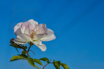 View of a blooming white rose flower head against a blue sky