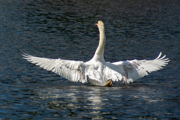 łabędź © Henryk Olszewski