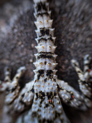 Close-up of scales on tail and blurred legs of a gecko back. Lizard with aggressive skin coloring with red dots sitting on the stone wall. Selective focus.