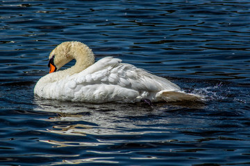 łabędź © Henryk Olszewski