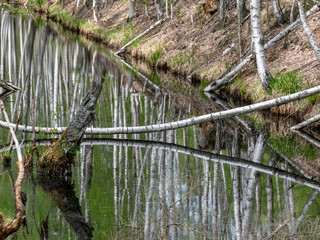 water in channel ditch at drained wetlands area, trees fell across the ditch, Sedas heath, Latvia