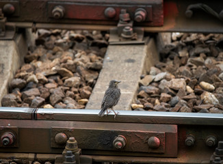 young thrush resting on railroad tracks