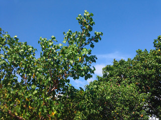 Fototapeta na wymiar Natural Tropical Shade Trees Hibiscus Tiliaceus On A Sunny Day, Seririt, North Bali, Indonesia