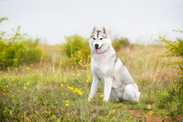 A portrait of a young grey and white Siberian husky female bitch with brown eyes. There is a lot of greenery, grass, and yellow flowers around her. Some grass is dried and the sky is grey.