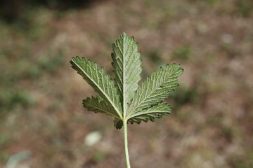 Potentilla reptans, Creeping Cinquefoil. Wild plant shot in the spring.