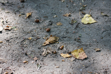 Żołędzie i suche liście na parkowej alei w jesienny słoneczny dzień w Łodzi. © bARTkow