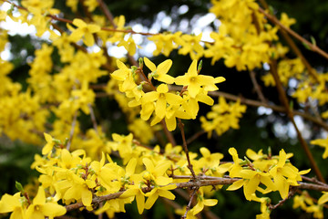 Small yellow flowers of Caragana arborescens close up on blured backgound