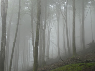 Tajemnicza opadająca mgła w górskim lesie w regionie Navarra w Hiszpanii.
