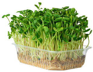 Naklejka premium Micro green sprouts of borago or cucumber grass isolated on white
