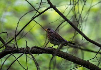 bright forest bird sings on a branch in the forest near the river