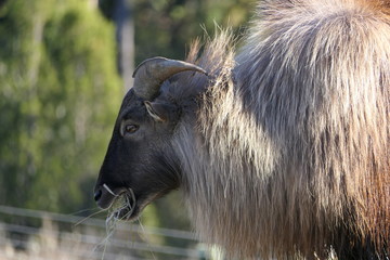 Close-up of the face of an himalayan tahr while eating hay