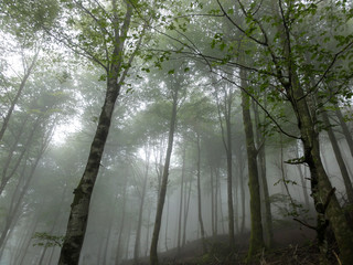 Piękny, tajemniczy i mglisty poranek w górskim lesie w regionie Navarra w Hiszpanii. © bARTkow