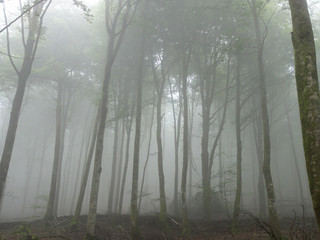 Opadająca mgła w górskim lesie w regionie Navarra w Hiszpanii.