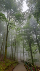 Piękny, tajemniczy i mglisty poranek  w górskim lesie w regionie Navarra w Hiszpanii. - obrazy, fototapety, plakaty