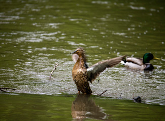 ducks in the morning exercise at the river