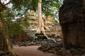 Naklejka premium A beautiful view of Ta Phrom Temple at Siem Reap, Cambodia.