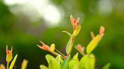 Morning sun Shine in the leaves.