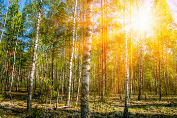In beautiful sunny spring summer birch trees forest landscape