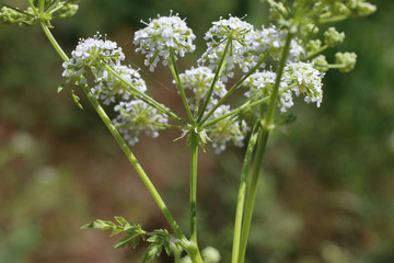 Conium maculatum, Hemlock. Wild plant shot in the spring.