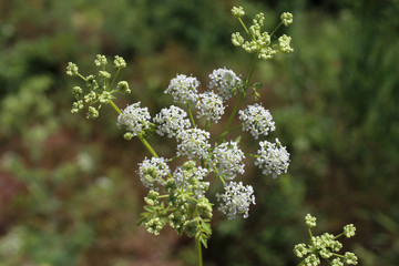 Conium maculatum, Hemlock. Wild plant shot in the spring.