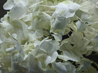 White hydrangea flowers blossom close up