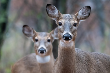 Pair of white-tailed deer - Powered by Adobe