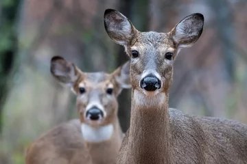 Meubelstickers Pair of white-tailed deer © George Schmiesing