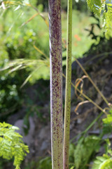 Conium maculatum, Hemlock. Wild plant shot in the spring.