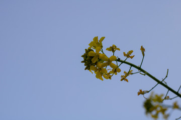 yellow leafy tree on blue sky in background