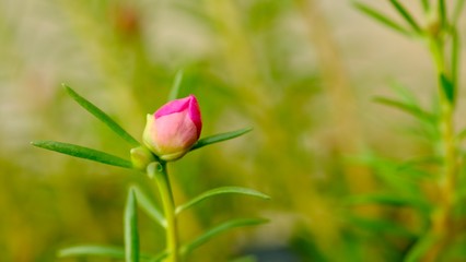 Dark pink flowers are blooming