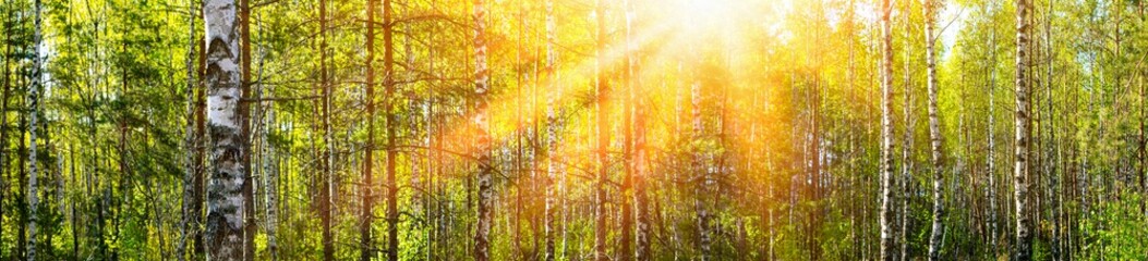 Wide panoramic beautiful sunny spring summer birch tree forest landscape