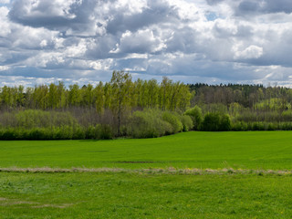 Fototapeta premium spring landscape with bright green grass and beautiful white cumulus clouds