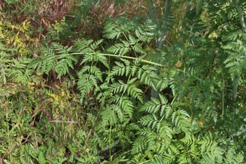 Conium maculatum, Hemlock. Wild plant shot in the spring.