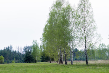 Obraz premium Cloudy day in the country. Nature in its original form. Landscape. Bright green color in a natural environment. Rural motives. Trees in lush foliage. Wide spacious fields.