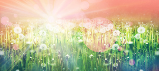 white field of fluffy dandelions bright sun rays banner spring summer season