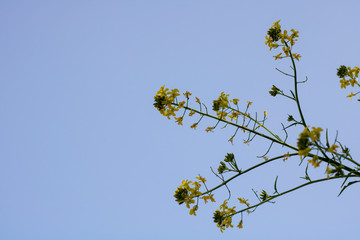 yellow leafy tree on blue sky in background