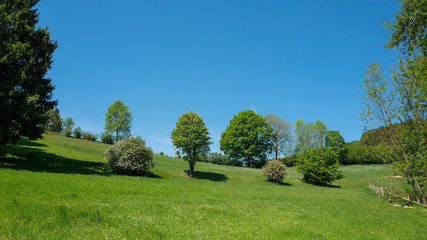 Landschaft Wiese mit Bäumen und Sträuchern