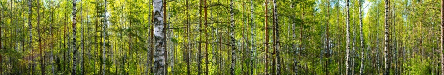 Wide panoramic beautiful sunny spring summer birch tree forest landscape