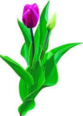 Fototapeta na wymiar Realistic and beautiful vector tulip flower in watercolor style. Adornment for wedding invitations and greeting card. EPS 10